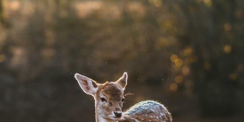 膜生物反应器（MBR）：引领未来的高效废水处理与水回用解决方案